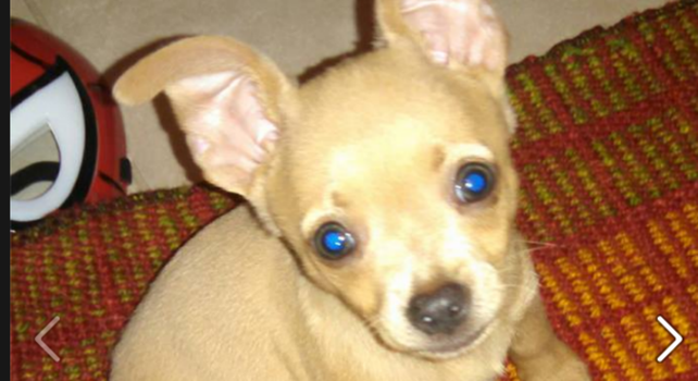 Tiene seis años y ofrece sus juguetes y sus ahorros a quien le devuelva a su perrito perdido
