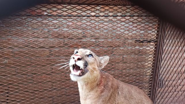 Puma que intentaba ser domesticado en una vivienda.&nbsp;