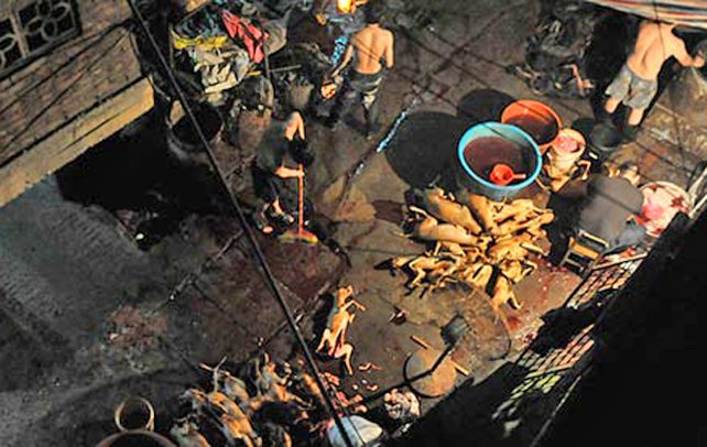 Raro. Un cocinero rodeado de perros faenados en un restaurante de Yulin.