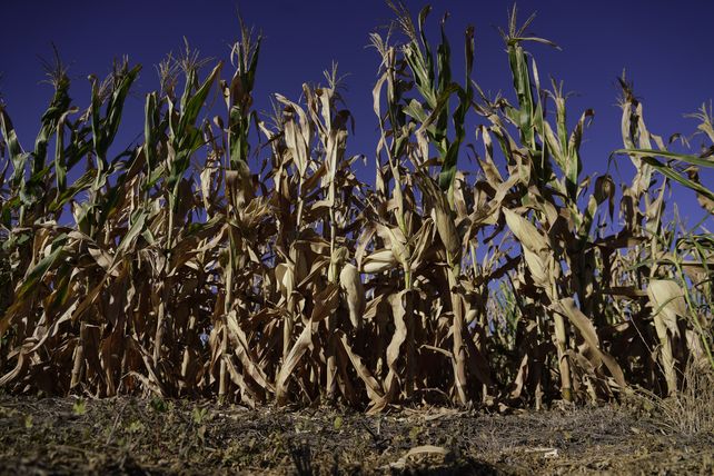 Tras un mes sin lluvias en el período crítico