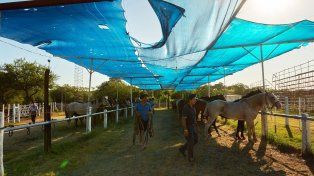 Desde el Gobierno de Entre Ríos se afirmó que se garantiza el control sanitario y bienestar animal de los caballos que participan en eventos públicos