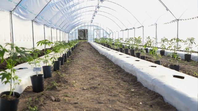 A la vanguardia. La provincia señaló que el proyecto suma al tema de la salud las ventajas productivas.