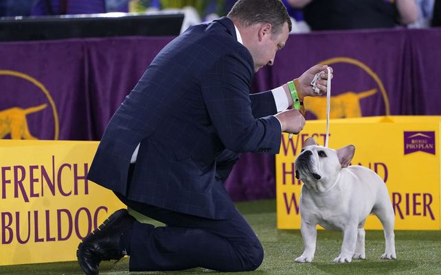 Un cuidador llama la atención de su bulldog francés durante la evaluación de la categoría Best in Show en la exposición canina del Westminster Kennel Club