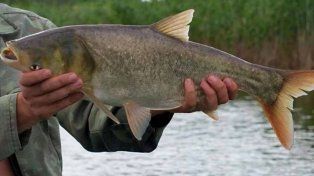Río Uruguay: reiteran no devolver carpas asiáticas al agua tras su captura