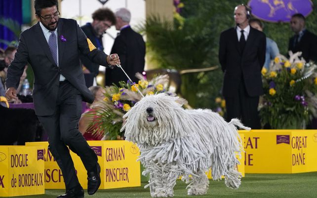Un controlador lleva su Komondor para jueces en la categoría de grupo de trabajo en la exposición canina del Westminster Kennel Club