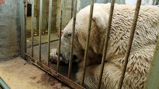 Arturo, el único oso polar que hay en la Argentina, se deteriora rápidamente