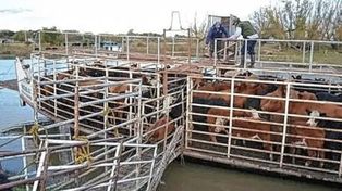 La Policía de Entre Ríos, junto a entidades rurales y sanitarias de vacunos en Victoria, están organizando la evacuación de miles de cabezas de animales de la zona de las Islas.