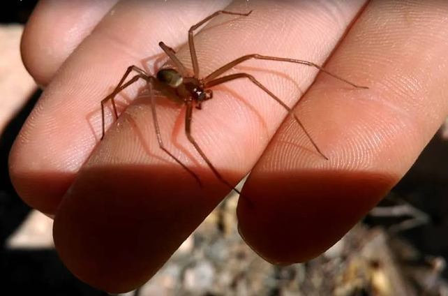 La picadura del arácnido a la niña