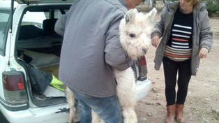 Recuperaron en Córdoba dos llamas que eran transportadas en un baúl