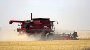 El trigo se agranda: la Bolsa estima una cosecha de 27,7 millones de toneladas