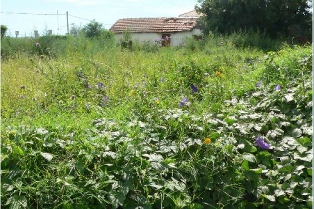 La Municipalidad de Paraná informó que se trabaja en el control de los terrenos baldíos.&nbsp;
