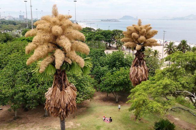 Palmeras plantadas en 1960 en Río de Janeiro florecen por primera y única vez