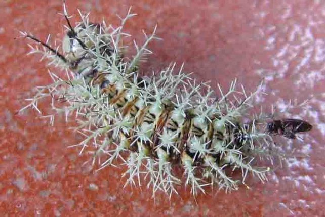 Murió un nene de 8 años que había entrado en contacto con una oruga taturana