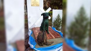 Tom, el perro artillero que combatió en Malvinas
