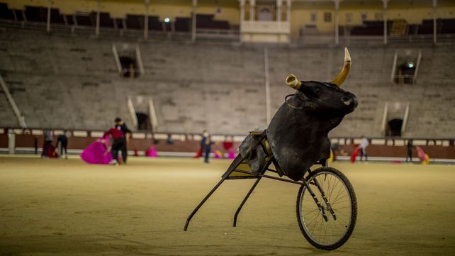 Un simulador de toro (cuernos unidos a un armazón de metal con ruedas) posa sobre el ruedo