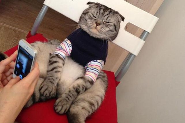 Un gato se hizo rico gracias a las tiernas fotos sentado como humano