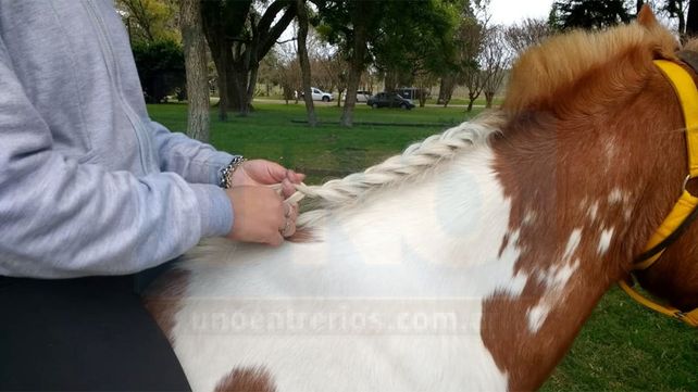 En la escuela N° 39 de Villa Urquiza nació la cría de un caballo rescatado del cirujeo