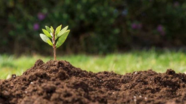 Los microorganismos permiten aplicar a los cultivos productos que no contaminan el medio ambiente.