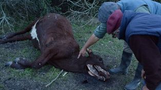 Otra vez  se conocieron ataques del “chupacabras” en el norte santafesino