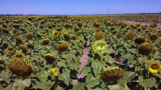 Girasol: pautas para una campaña con alto potencial