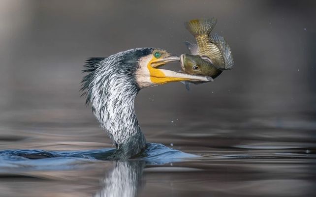 Gran cormorán