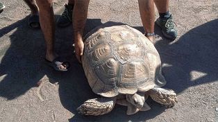 Los transeúntes de la transitada avenida protegieron a la tortuga gigante para que no la atropelle un auto