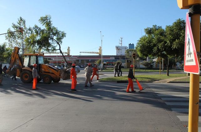 Comenzó la preservación de árboles del Parque Alberdi