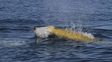 Un ballena picuda de Cuvier se sumergió a 3 mil metros