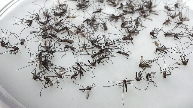 La lluvia ayuda a la proliferación de los mosquitos