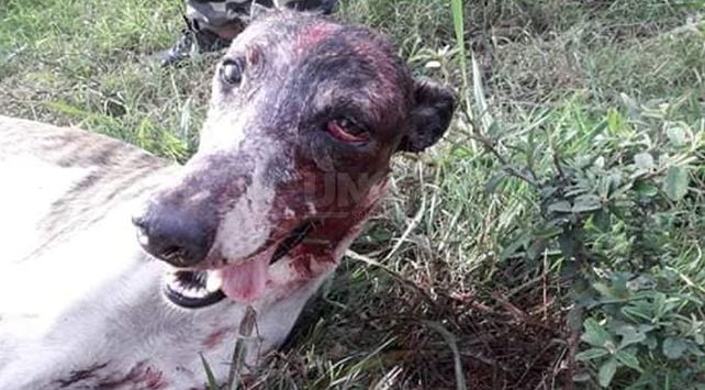 perra galgo san guillermo