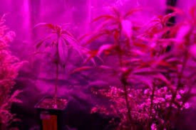 El manejo de indoor requiere de permisos estatales.