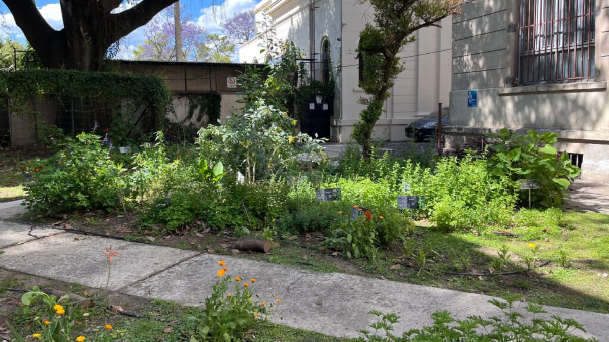 Plantas medicinales en Rosario: de qué se trata la farmacia viva que impulsa la UNR thumbnail