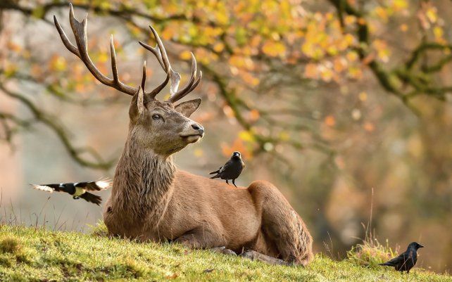 Una urraca posa sobre un ciervo mientras un cuervo lo sobrevuela, en el parque Ashton Court Estate, Bristol, Inglaterra.