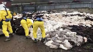 La población de visones en criaderos en Dinamarca asciende a entre 15 y 17 millones, dijeron las autoridades.
