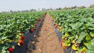 Ricardo Ramírez, el intendente de Coronda, afirmó que faltan trabajadores para completar la cosecha de frutilla.