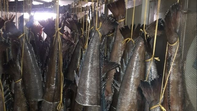Hallaron toneladas de merluza negra juvenil en un buque amarrado en Ushuaia