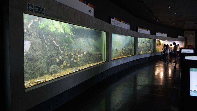Flamante. Toda la riqueza ictícola podrá ser disfrutada por los rosarinos en el acuario más grande del país.