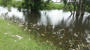 Mortandad de peces: los análisis de agua dieron negativo, inclusive de glifosato