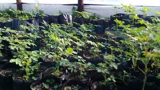 Fumigaron glifosato en un campo vecino y arruinaron una producción de moringa