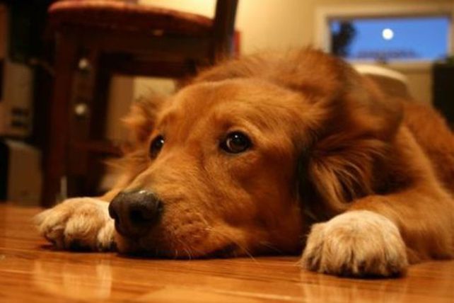 Cómo cuidar a los animales de la pirotecnia en estas fiestas
