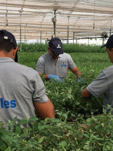 La plataforma Zafrales desembarca en Argentina y busca agilizar la contratación de trabajadores en el campo