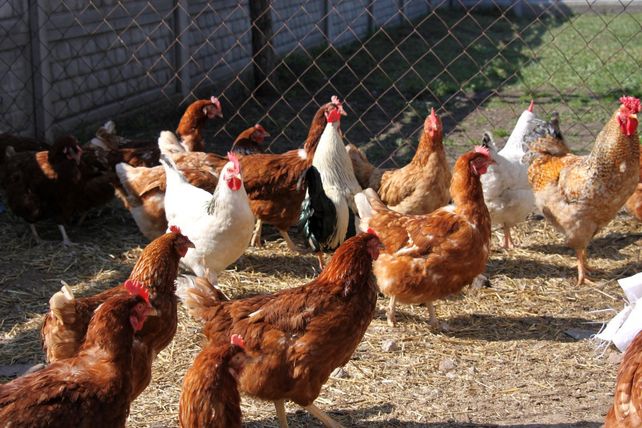 Detuvieron a un hombre que escondía cocaína en el gallinero