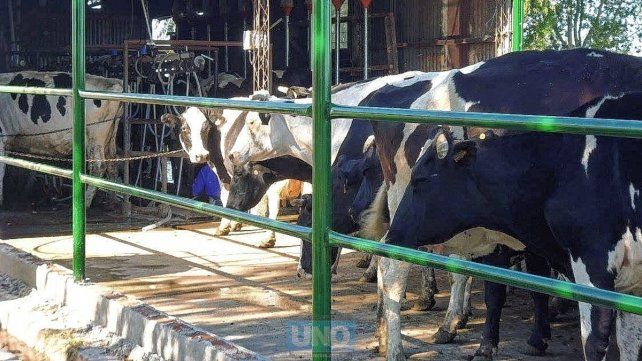 Tamberos están afectados por la sequía pero también pro otras variables
