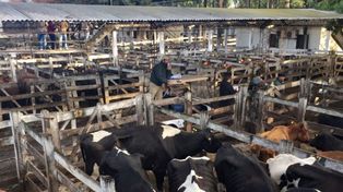Mudanza. A partir de abril, el Mercado de Hacienda de Liniers se traslada a la localidad de Cañuelas (Foto Sandra Capocchi)