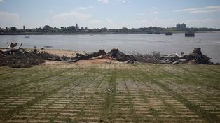 El municipio explicó por qué sacó los tres árboles de costanera este