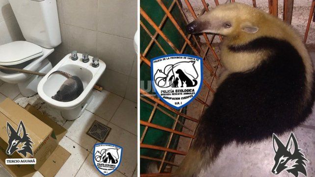 Los animales rescatados por la Brigada Ecológica y Rescate Animal