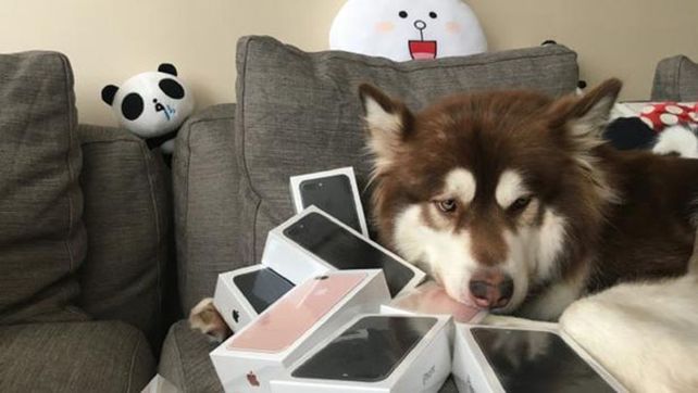 El hijo del hombre más rico de China compra a su perra 8 iPhone 7 El hijo del hombre más rico de China compra a su perra 8 iPhone 7