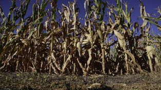 Tras un mes sin lluvias en el período crítico, el maíz temprano experimentó un giro negativo. Alerta en el campo.