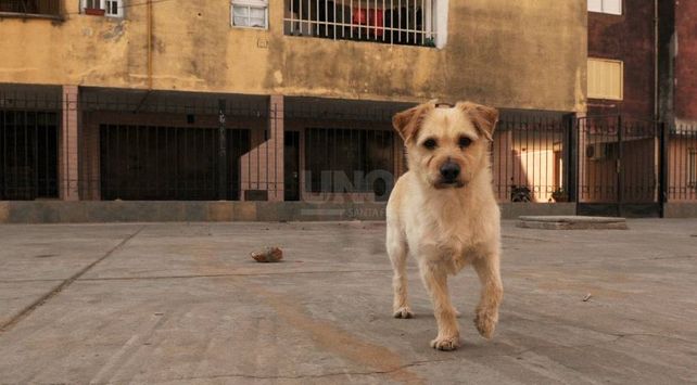 PERRO