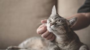 Entre los que eligen felinos, las gatas son mayoría en más del 60 por ciento de los casos.&nbsp;